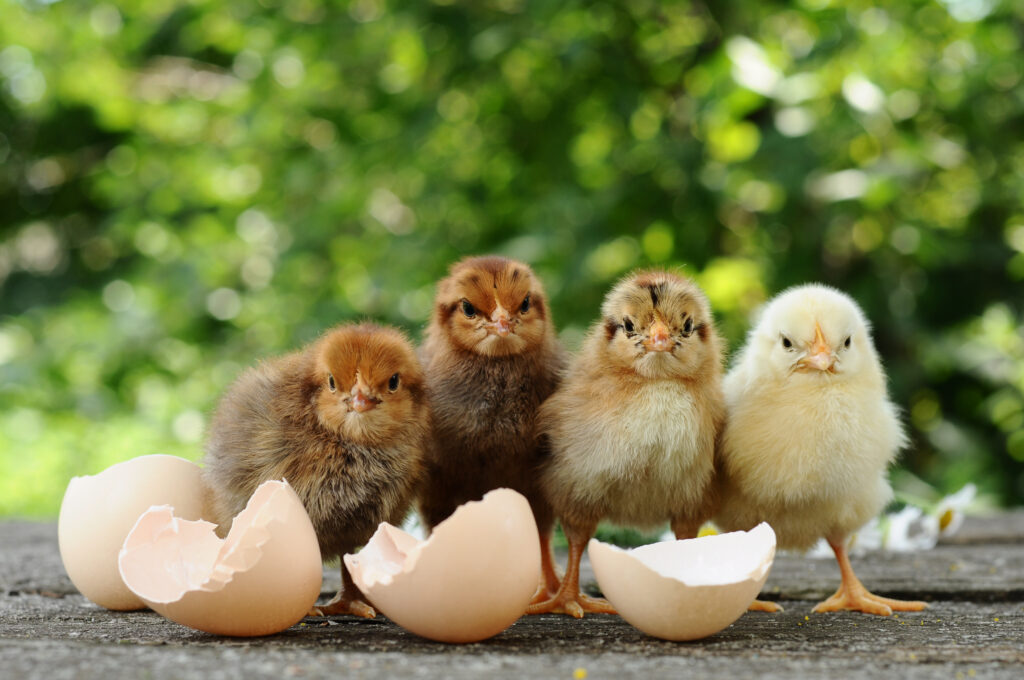 small chicks with cracked eggs in front of them