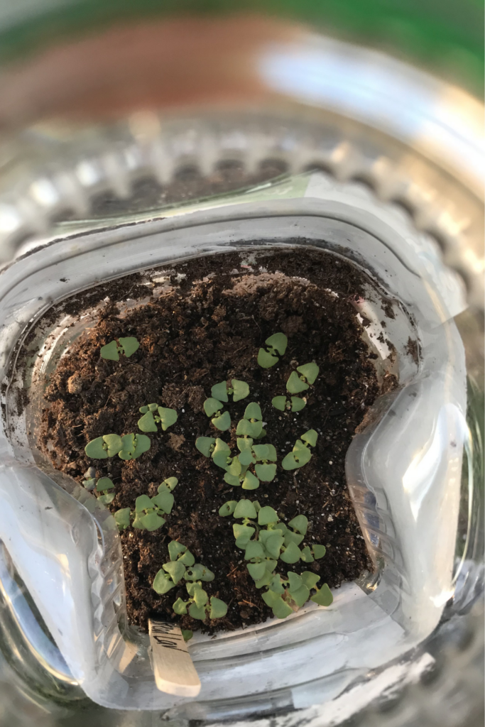 inside view of winter sowing bottles