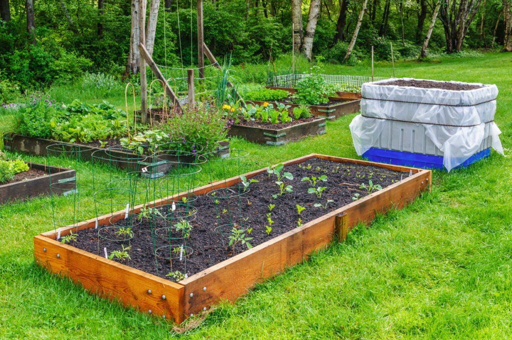 backyard farming