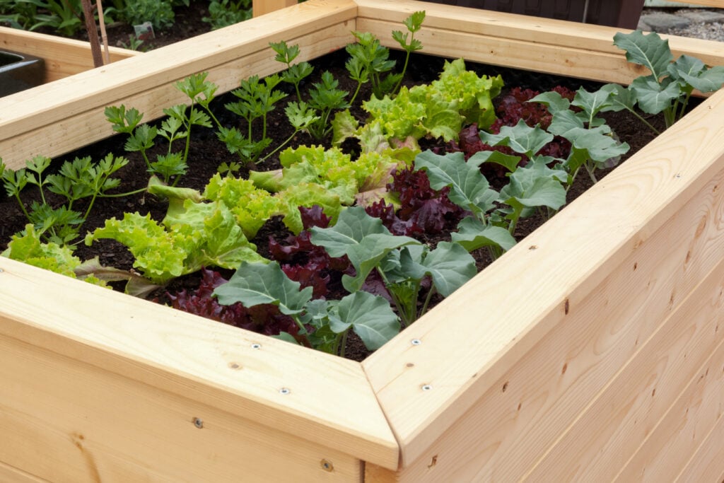 raised bed gardening