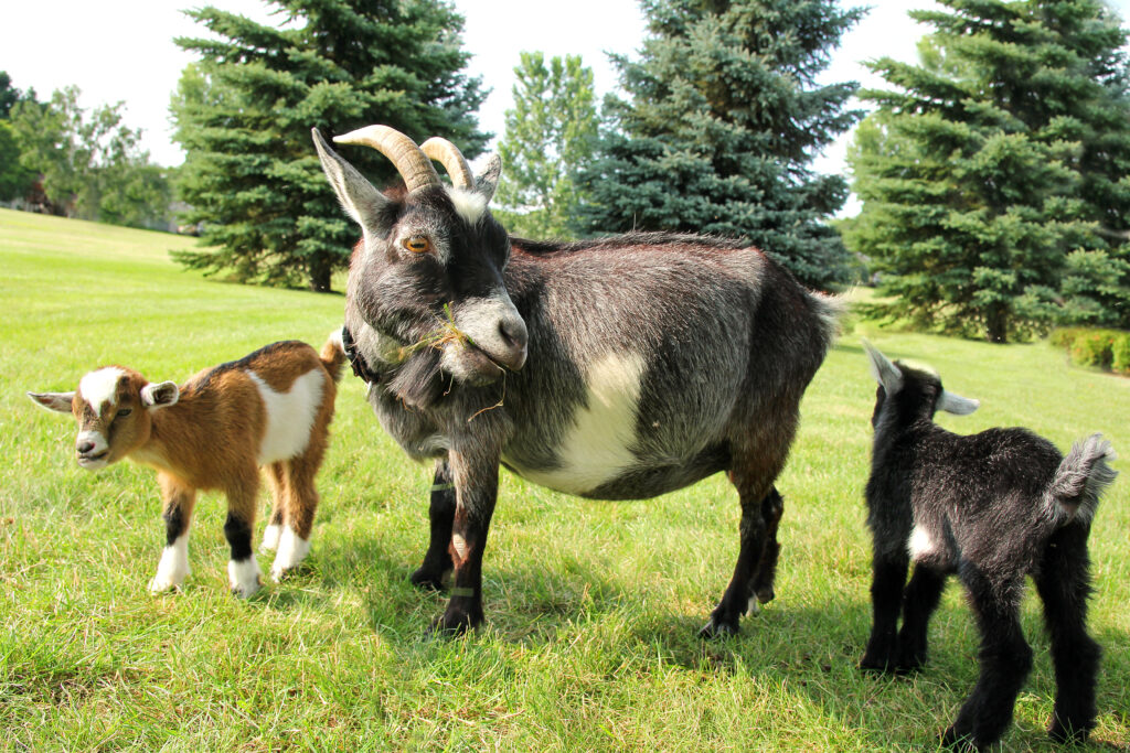 milking goats for the backyard farm
