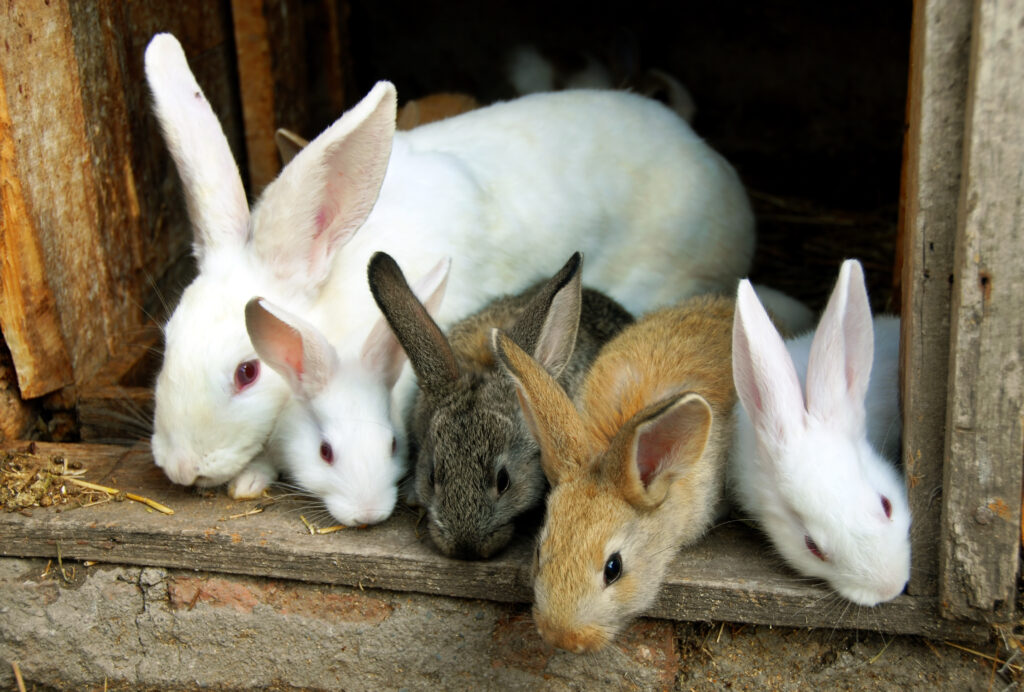 rabbits for the backyard farm