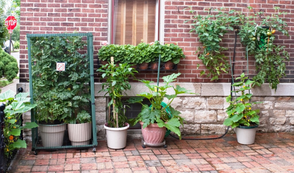 container gardening for urban gardening