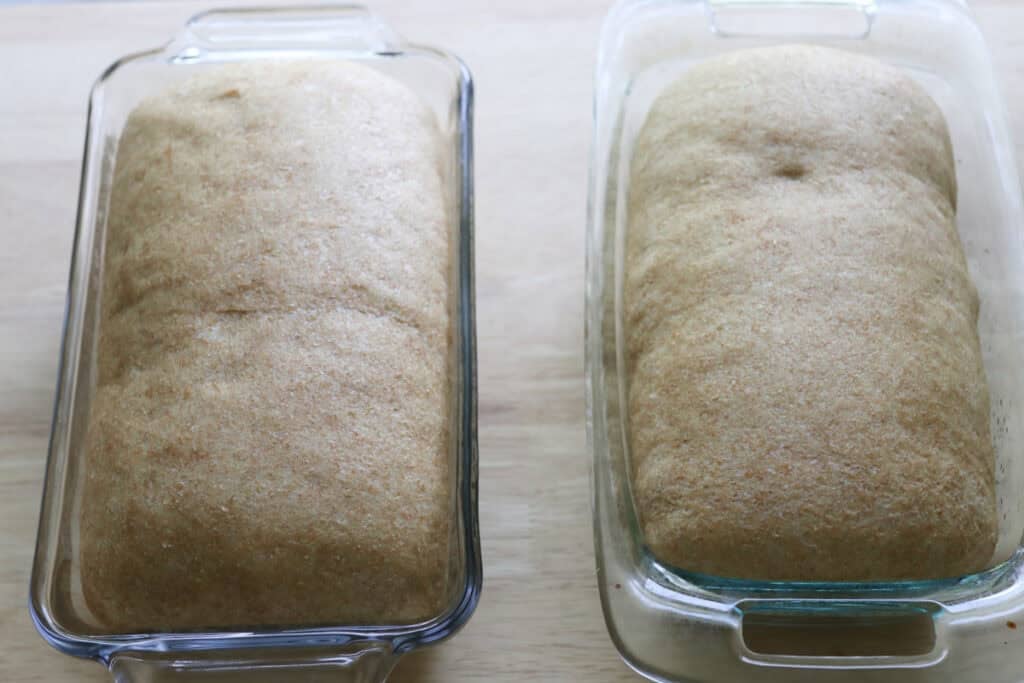 fresh milled cinnamon swirl loaves that have doubled in size