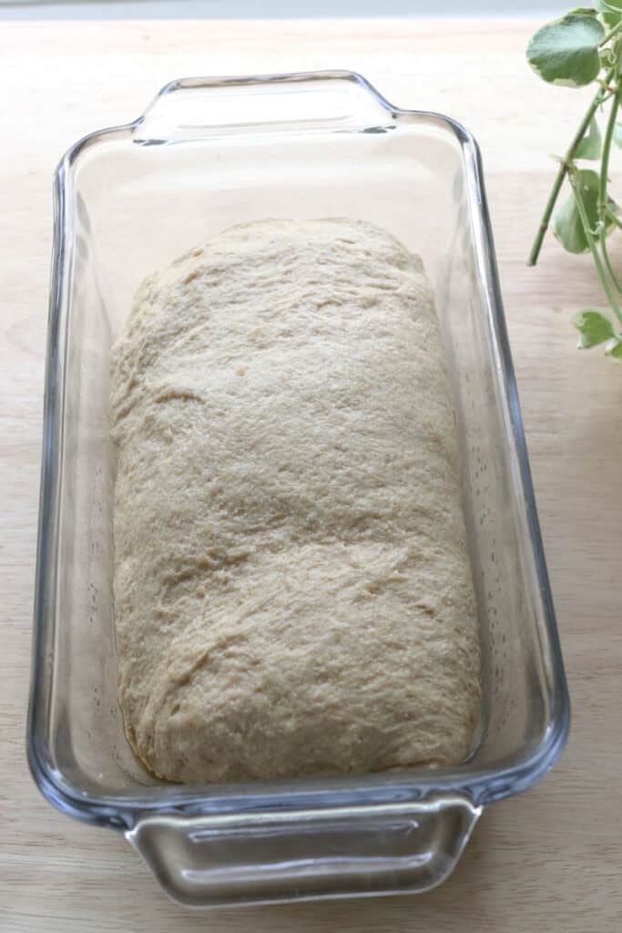 Super Soft Freshly Milled Sourdough Sandwich Bread in a loaf pan this is rising