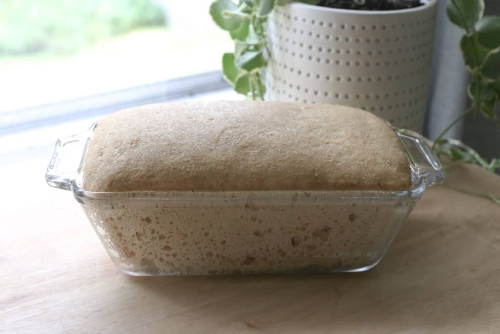 Super Soft Freshly Milled Sourdough Sandwich Bread dough that has doubled in size in a glass pan
