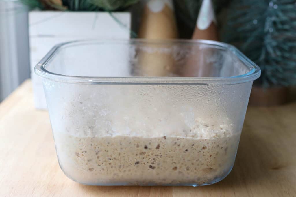 sponge that has risen for the fresh milled mini panettones