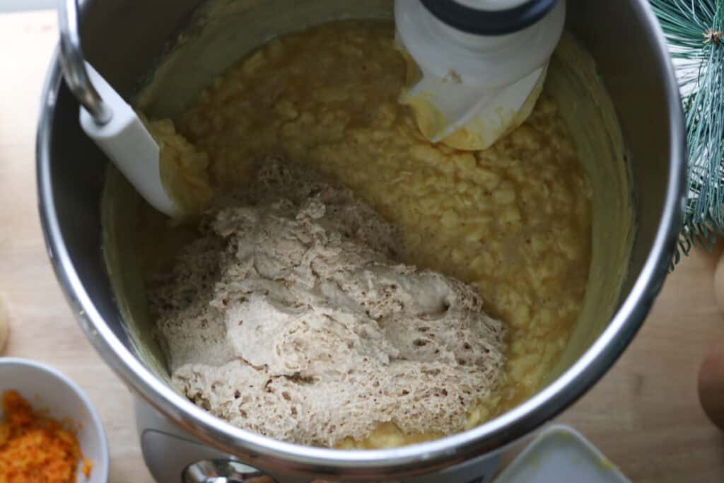 adding the sponge to the mixing bowl to make Homemade Mini Panettones with Fresh Milled Flour