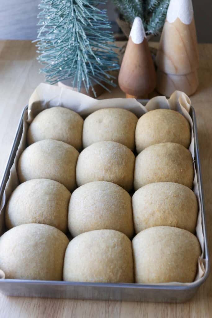 fresh milled fluffy Christmas dinner rolls in a pan that have risen