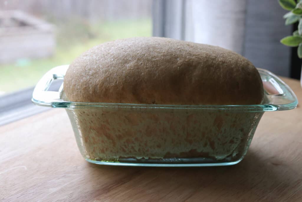 a loaf fresh milled tall sandwich loaves using the tangzhong method that has risen in a bread pan