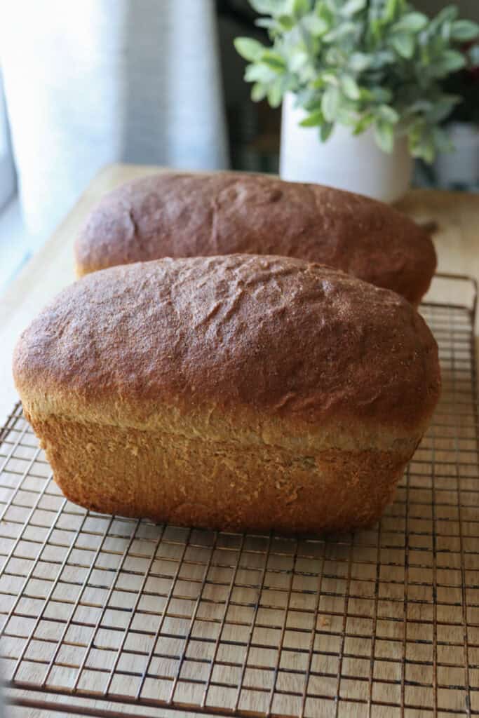 two fresh milled tall sandwich loaves using the tangzhong method on a wire rack