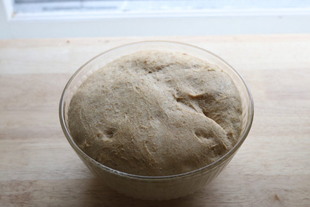 freshly milled english muffin dough that has risen in a glass bowl